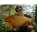 DELPHIN CARPY PLUSH CARP 60CM Vzglavnik DELPHIN CARPY PLUSH CARP 60CM Vzglavnik