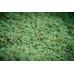 MAINLINE GREEN SUPREME 1KG MM2907