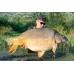 MZCB CARP DREAM BLACK MAMBA 1KG