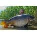 MZCB CARP DREAM WONDER SPICE 1KG