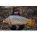 MZCB CARP XTREME BANANA SQUID 1KG